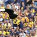 A bald eagle flies over the field before the start of the Air Force game at Michigan Stadium on Saturday. Melanie Maxwell I AnnArbor.com